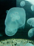 200603022227000.jpg